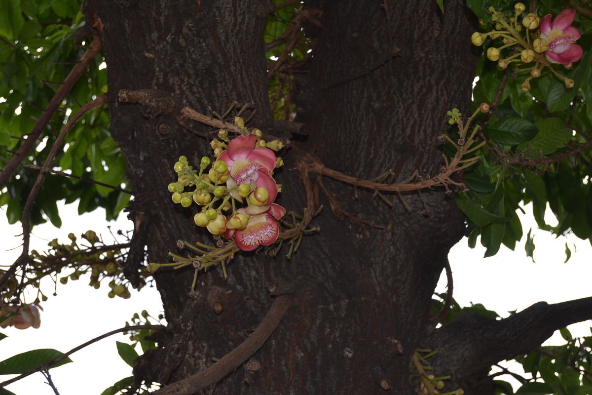 Baum mit andern Pflanzen