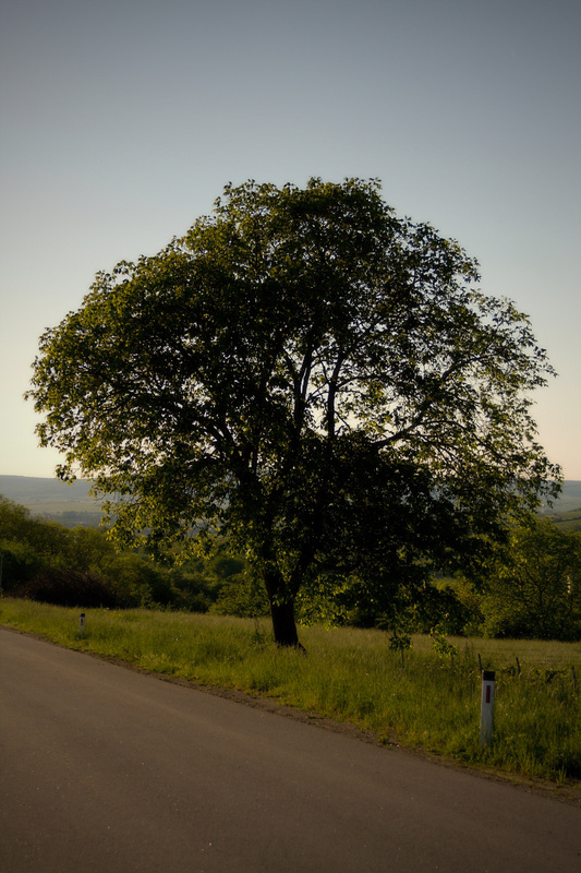 Ich muste einfach stehen bleiben und diesen schönen Baum Fotografieren