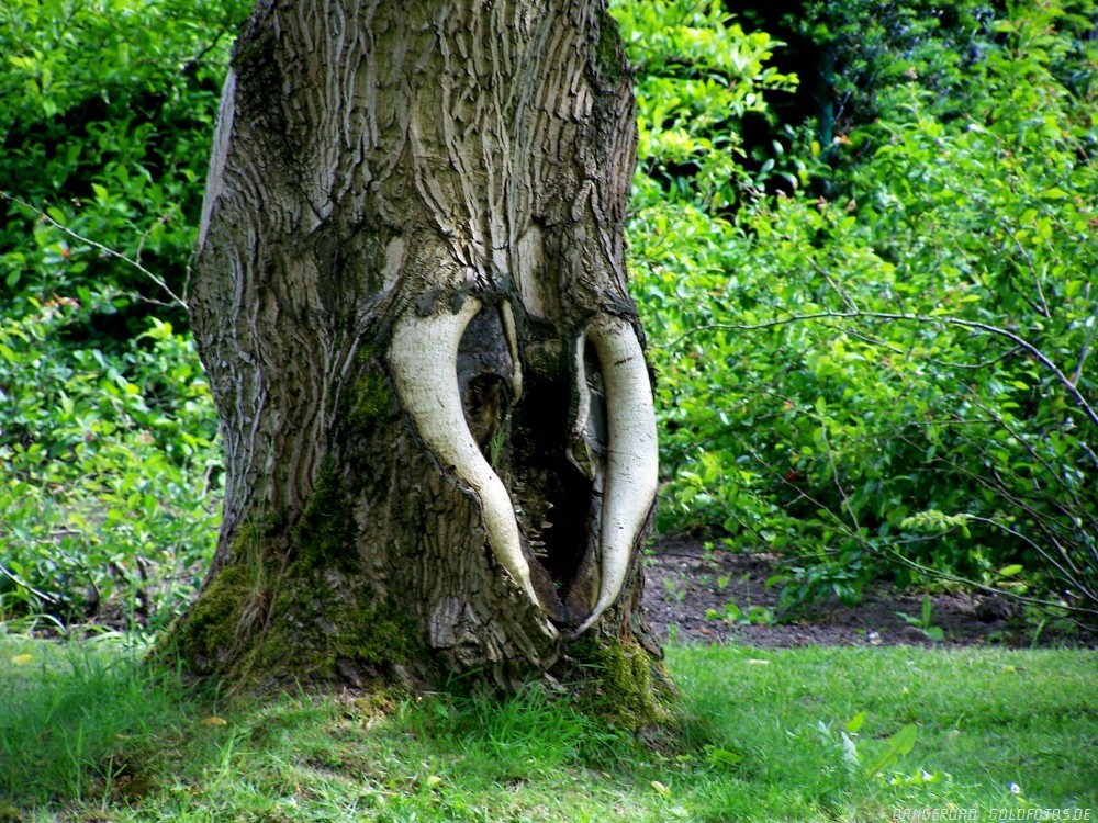 Baumfant oder Elebaum