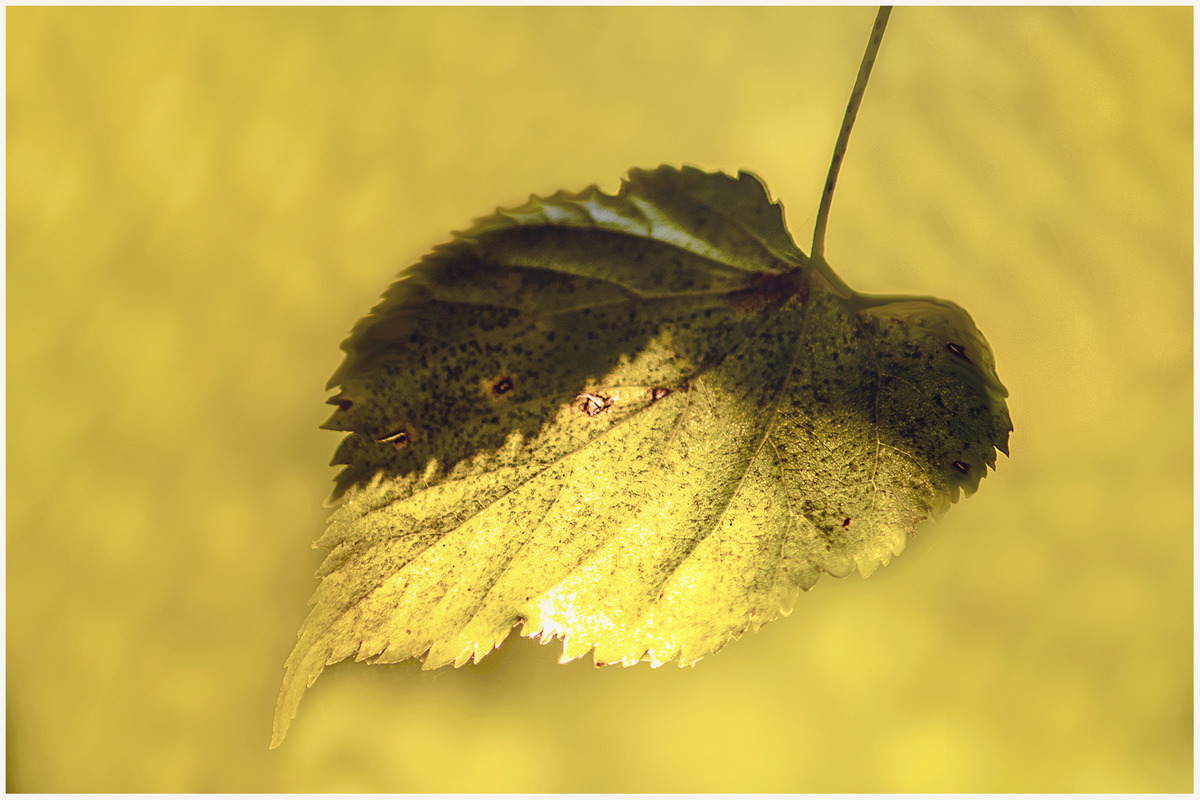 Nur ein Blatt