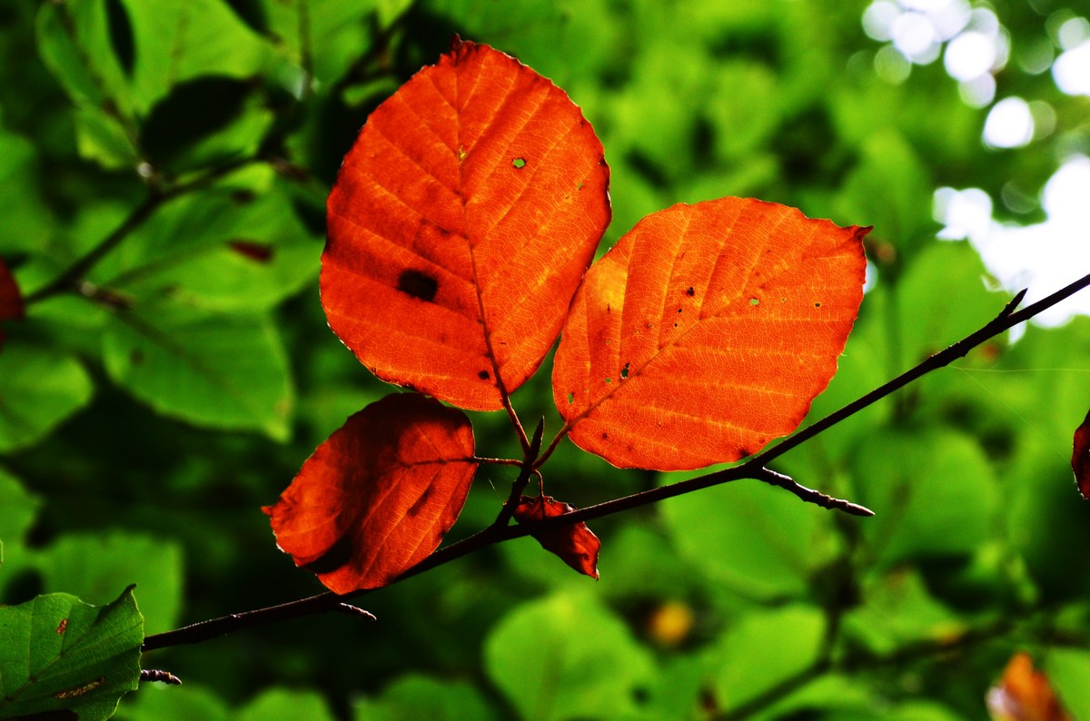 Herbststimmung