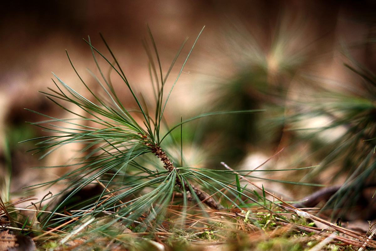 Walddetail