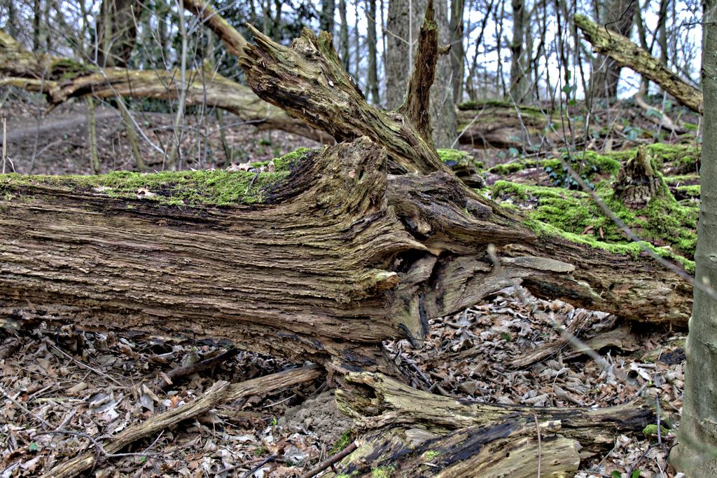 Impressionen aus dem "Urwald" vor der Tür!!!