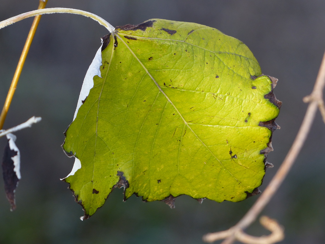vergessenes Blatt