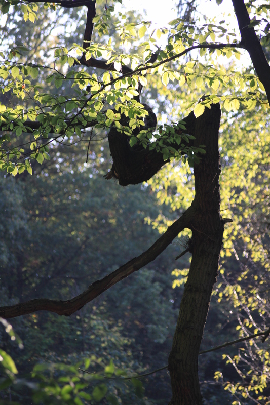 ein Männlein steht im Walde