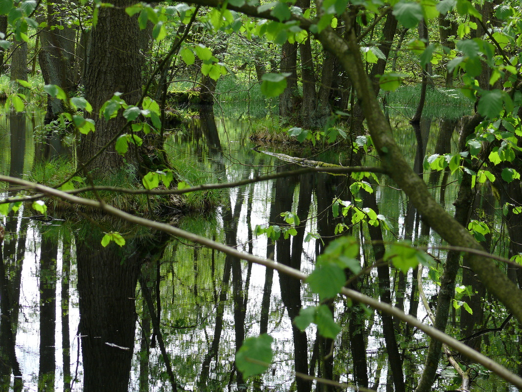 verwirrende Spiegelungen II