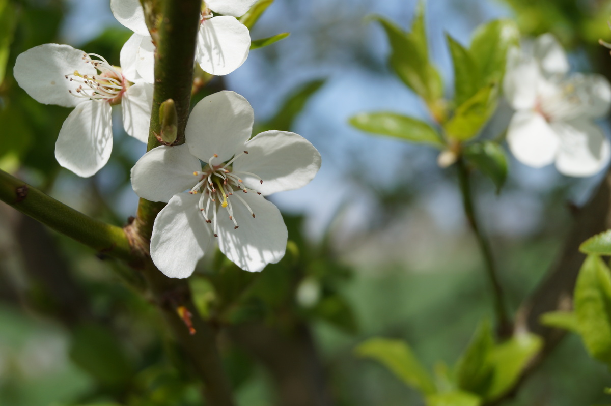 Blüte 