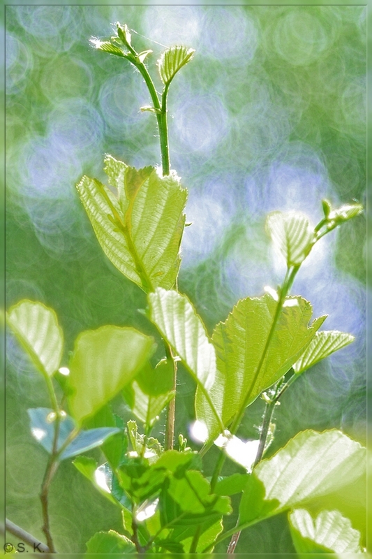 erste Tests mit meinem "neuem" 2,8/100 Trioplan (Meyer-Optik Görlitz)