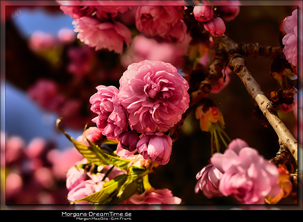 Ein Traum in Pink....