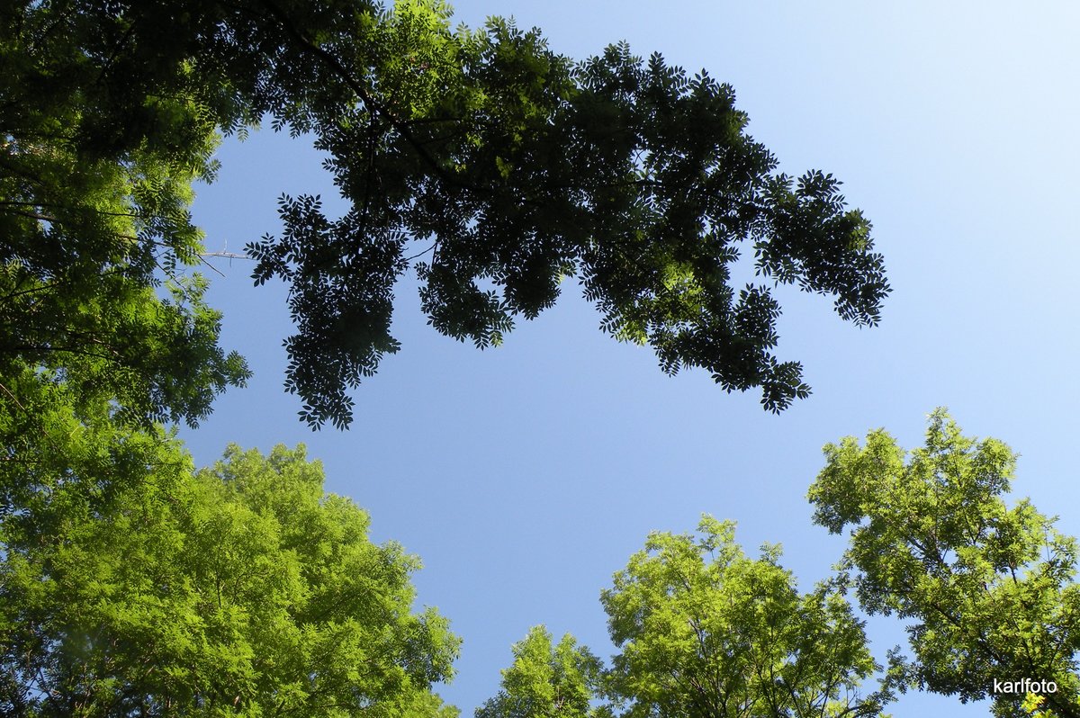 Eschenkronen in Licht und Schatten