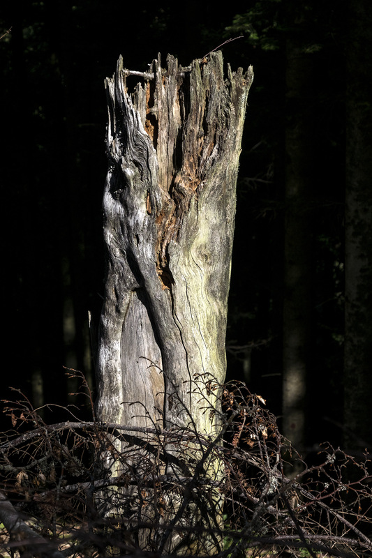 »Naturform 1«