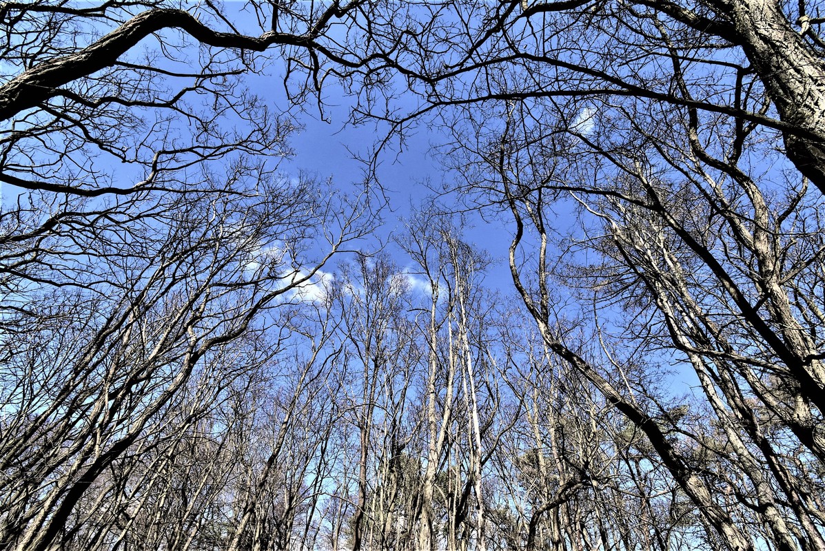 Der blaue Himmel über den Bäumen