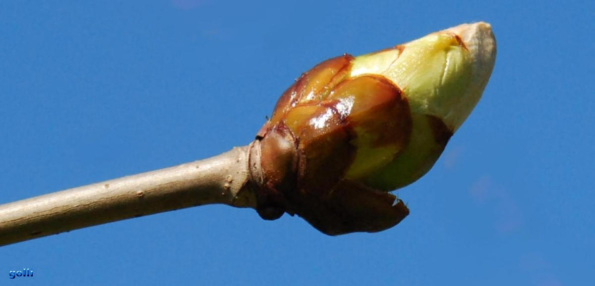 Kastanien Knospe 