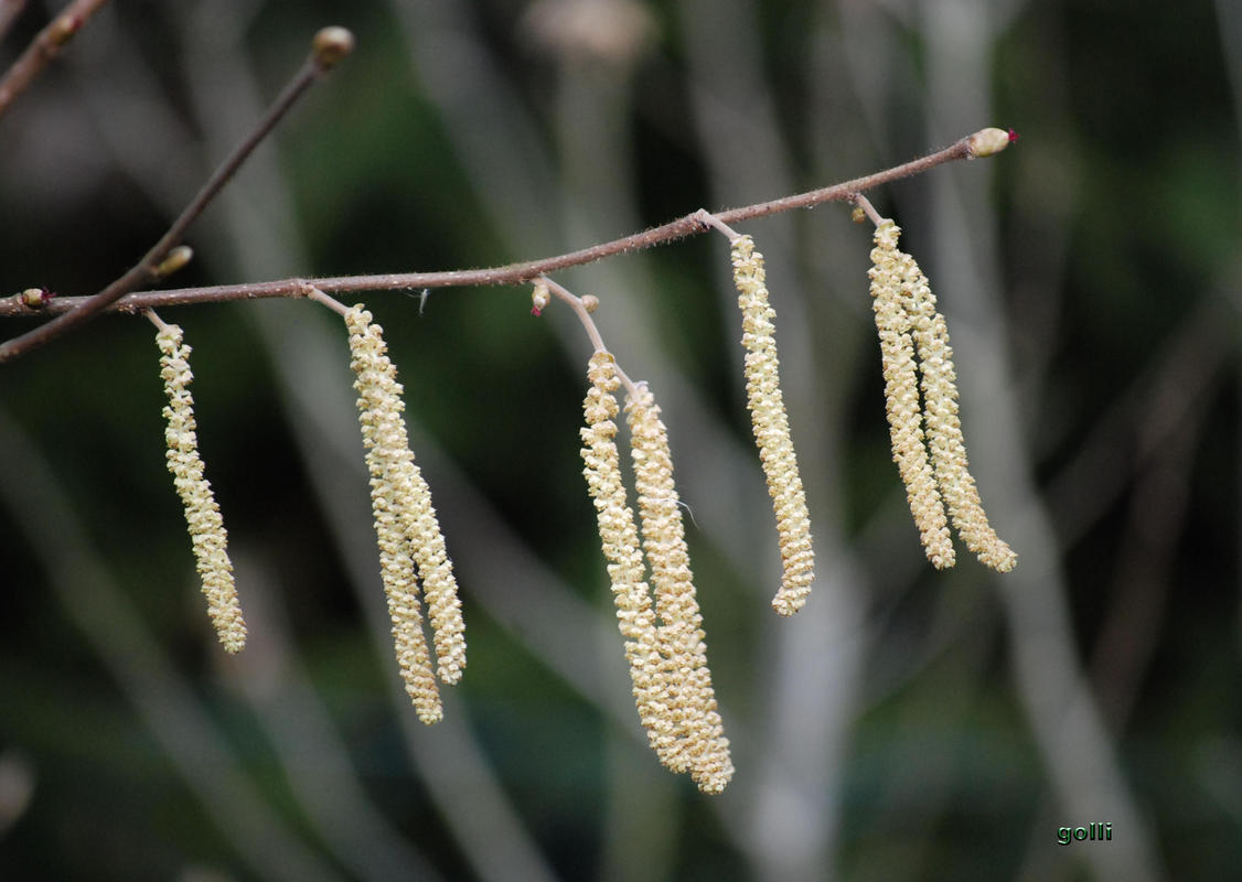 Hasel wie auf der Leine ... ;-)