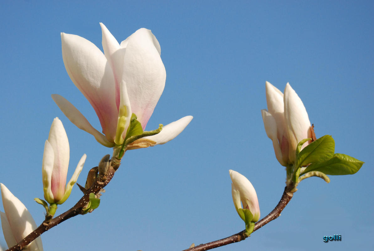 .. paarweise noch schöner ......