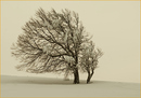 Windbuchen 1