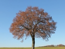 Baum