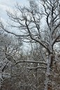 Baum mit hoffentl. letztem Schnee