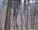 Wald