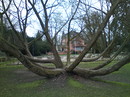 2. Baum