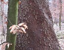 Fotos_Laubbäume