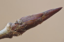 Knospe