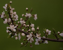 Frühling