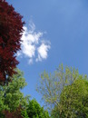 Fotos_Laubbäume