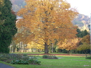 baum auf der insel nonnenwerth ca.250 jahre alt