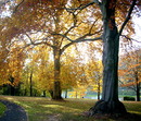 baum auf der insel nonnenwerth ca.250 jahre alt
