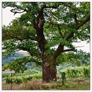 Weinberg mit einer uralten Eiche
