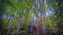 Wald