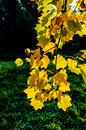 Fotos_Laubbäume