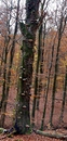 Fotos_Laubbäume