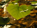 Fotos_Laubbäume