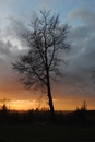 Baum im Abendhimmel 