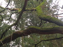 Baum