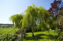 Fotos_Laubbäume