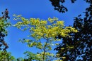 Fotos_Laubbäume