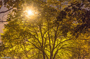 Licht durch den Baum