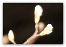 Frühlingserwachen