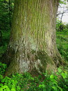 naturdenkmalwürdige Eiche am Südrand des Meerdorfer Holzes (Landkreis Peine) --- 2. Foto ---