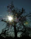 Geisterbaum im Gegenlicht