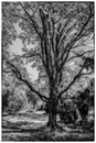 Mysterium Natur