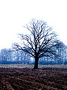 Fotos_Laubbäume