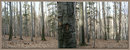 Fotos_Laubbäume