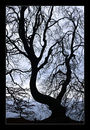 Traumzauberbaum