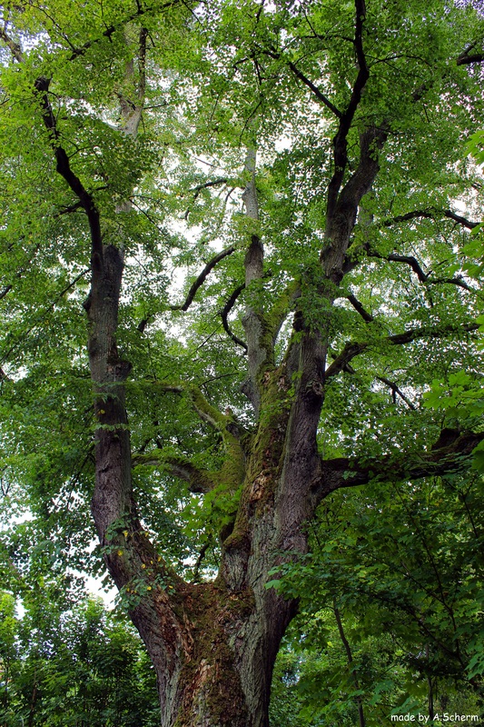 Laubbaum