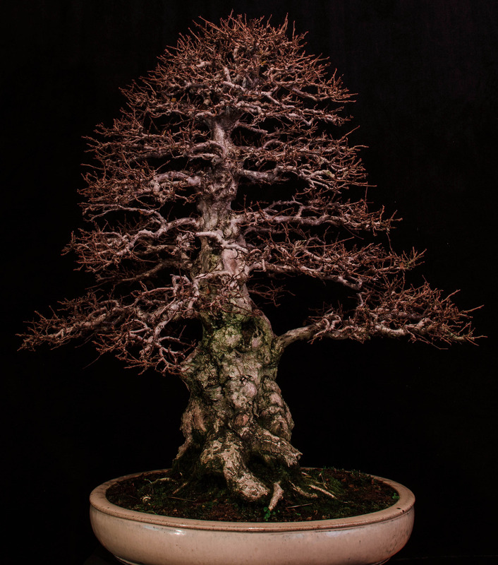 Bonsai