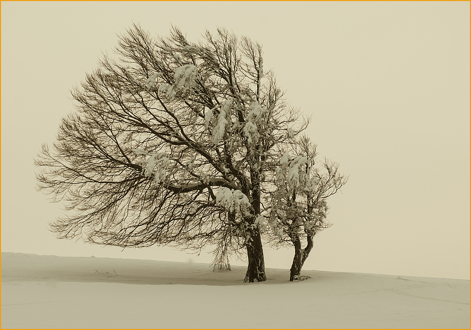 Windbuchen 1